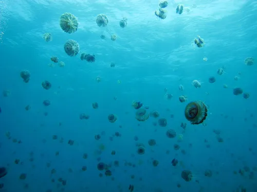 Cauliflour-Jellyfish-Blooming-Derek-Keats