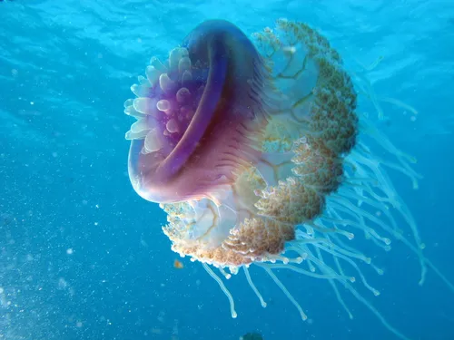 Cauliflour-Jellyfish-Derek-Keats