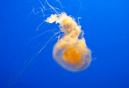 Egg-Yolk-Jellyfish-5129967574_da01215f3c_b