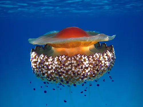 Fried-Egg-Jellyfish-1280px-Spiegeleikwal_voor_de_westkust_van_Sardinië