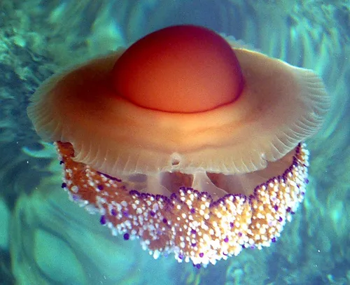 Fried-Egg-Jellyfish-Spiegeleiqualle