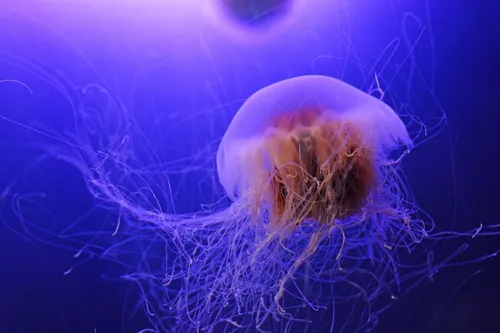 Lions-Mane-Jellyfish-29867296417_87ba86ab90_h-1030x687