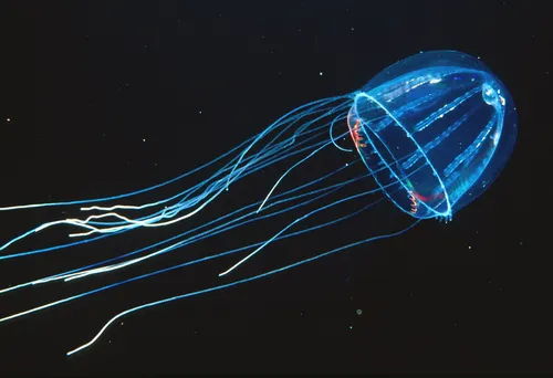 Lizard-tail-Jellyfish-5456797215_e4131a1a94_b
