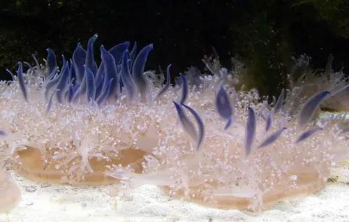 Upside-Down-Jellyfish-1280px-Cassiopea_andromeda_-_Mangrovenqualle-1030x656
