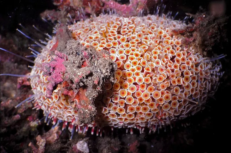 1024px-Flower_Urchin_Toxopneustes_pileolus_7976515096
