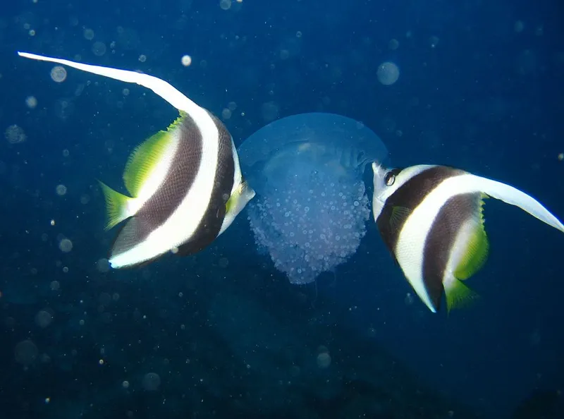1024px-Heniochus_acuminatus_eating_jellyfish