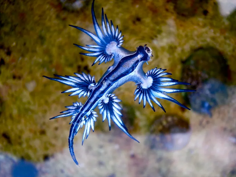 1280px-Blue_dragon-glaucus_atlanticus_8599051974