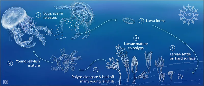 1280px-Reproductive_cycle_of_jellyfish