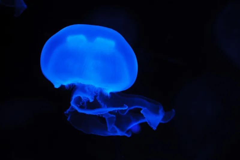 Blue-Moon-Jellyfish-1030x686