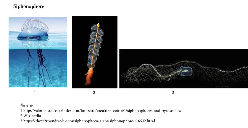 Cnidaria-Taxon-Siphonophore