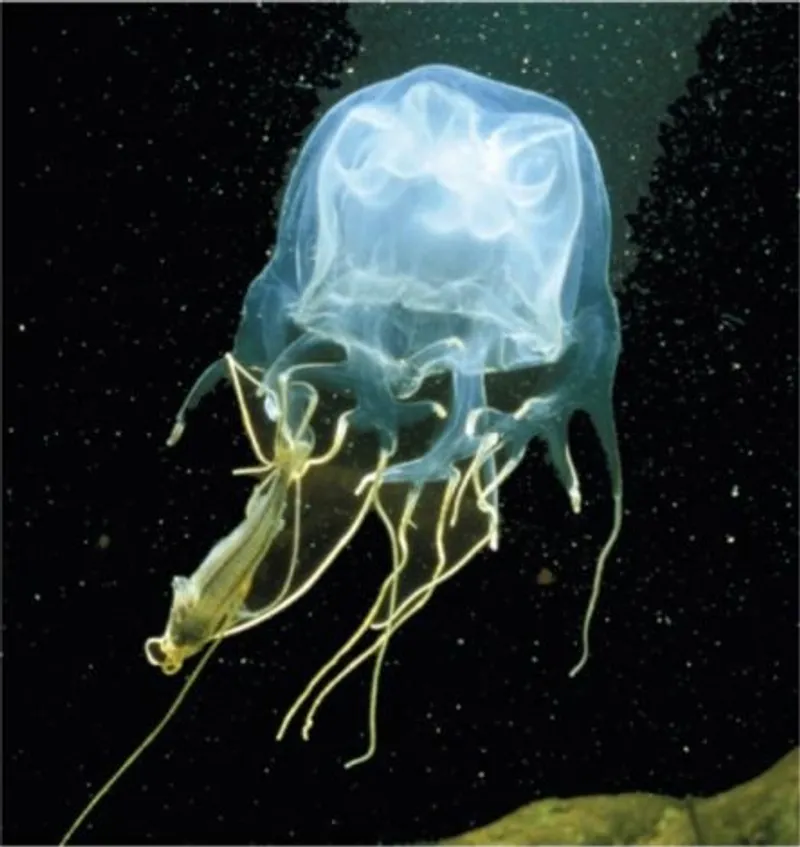 Cubozoa