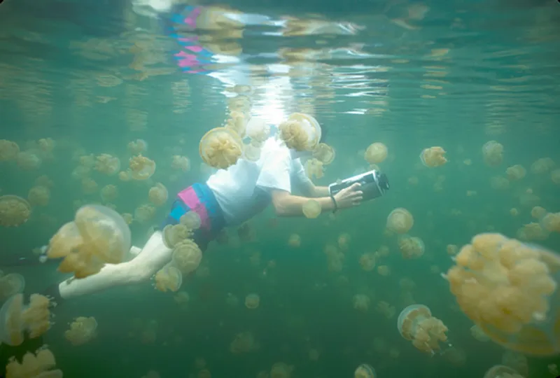Diver_and_jellyfish_Jellyfish_Lake_Palau_Islands_Micronesia