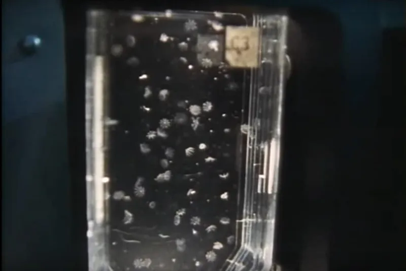 Jellyfish-Experiment-by-NASA-STS-40-1030x687