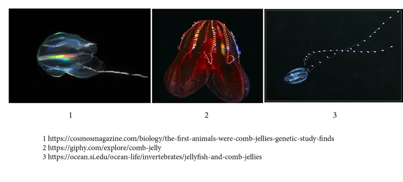 Jellyfish-Related-Taxon-Comb-Jelly