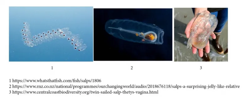 Jellyfish-Related-Taxon-Salp-1030x452