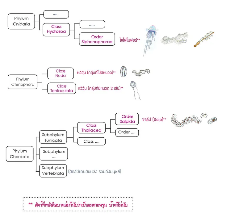 Jellyfish-Related-Taxon-Tree