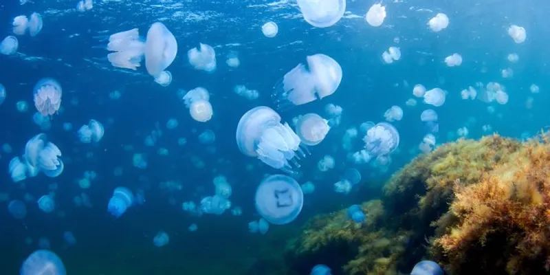 Jellyfish-blooms-and-impacts-on-marine-ecosystems