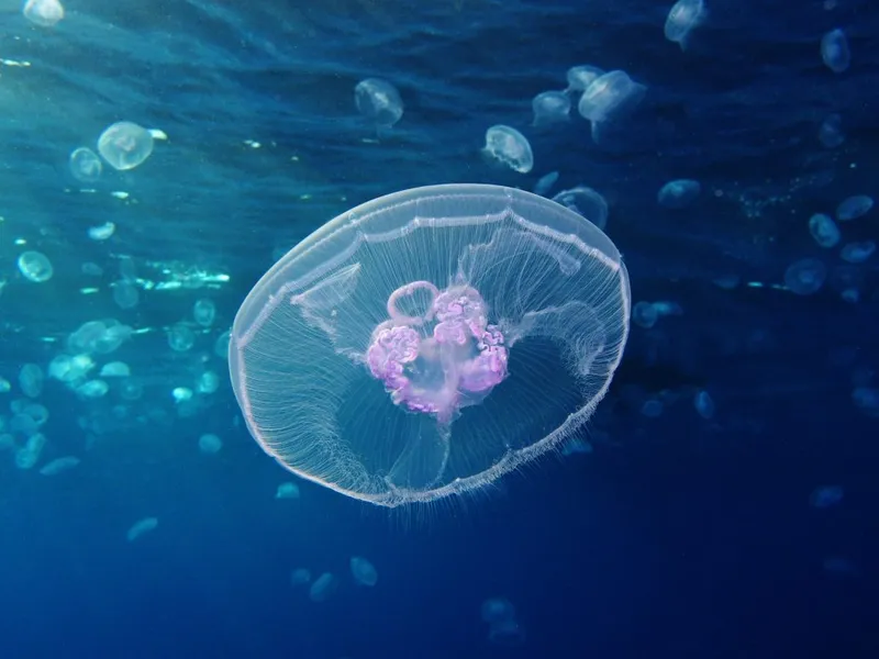 Moon_jellyfish_at_Gota_Sagher-1030x773