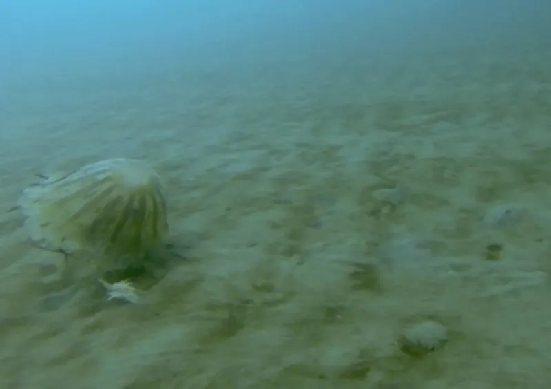 Northern-Sea-Nettle-on-Sea-Floor-Alaska-1030x727