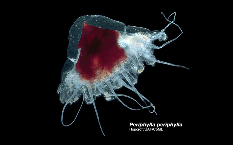 Periphyllaperiphylla-GOA-1200x750