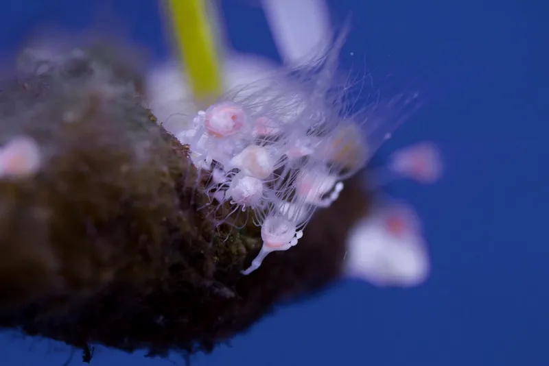 Polyp-stage-of-Upside-down-jellyfish-Dan-Bowes-1030x687