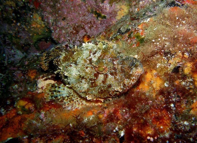 Scorpionfish-Anne-Barnett