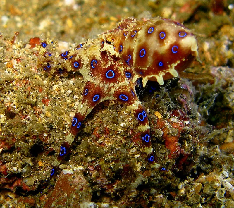 blue-ringed-octopus-steve-childs-flickr