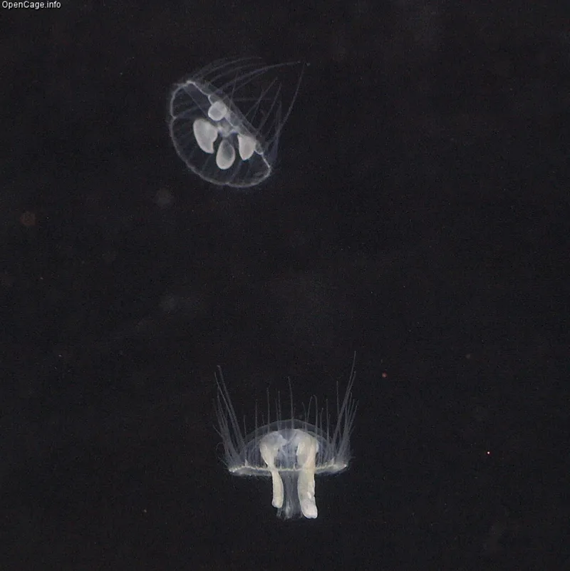 freshwater-jellyfish-02