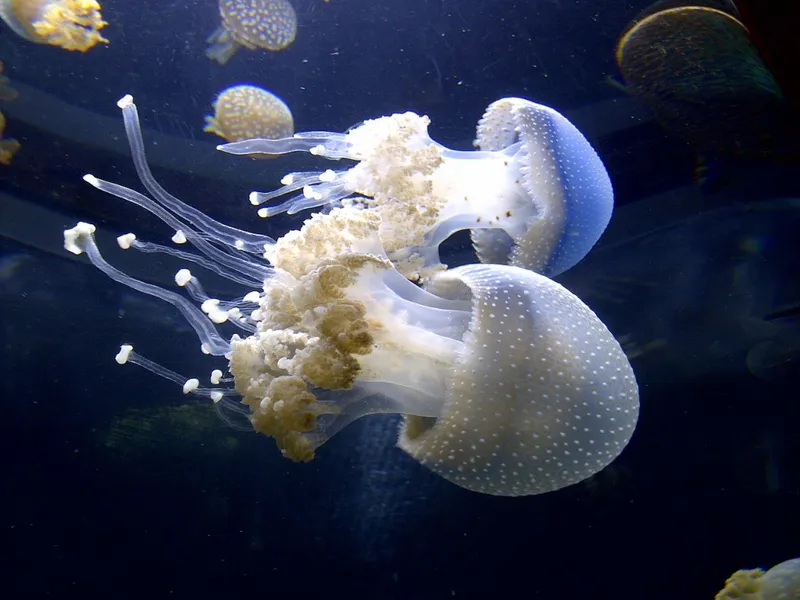 jellyfish-661210_1280-1030x773