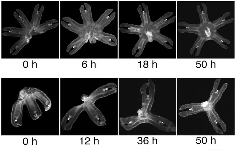 jellyfish-cut-then-balance-02