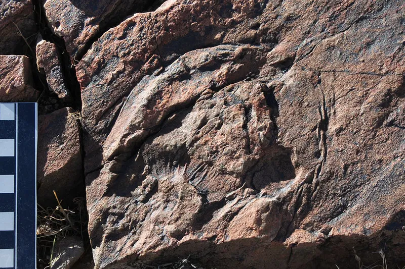 jellyfish-fossil-540-million-years