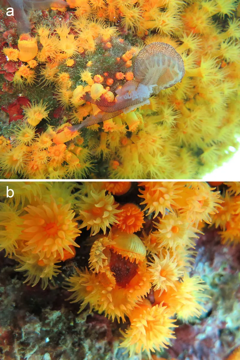 orange-cup-coral-eating-jellyfish-ecy2413-fig-0001-m