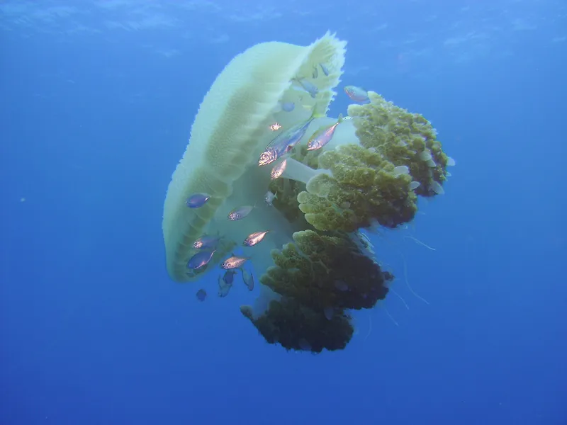 underwater-water-1725879_1280