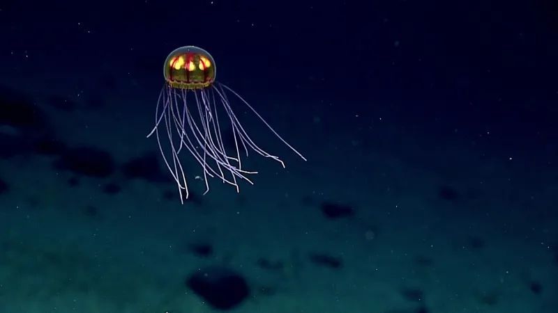 yellowish-jellyfish-noaa-flickr-1030x579