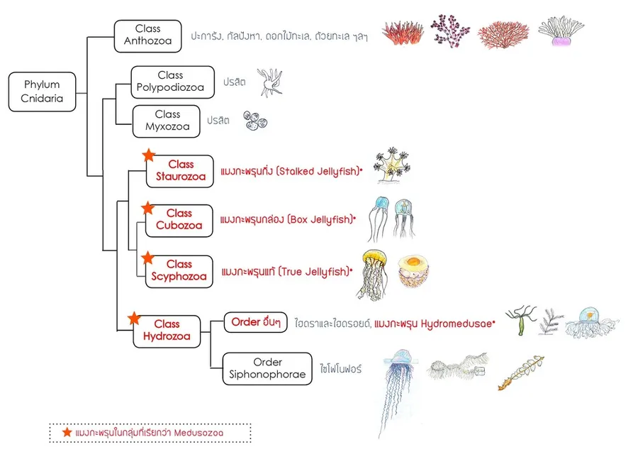 CH01-CnidariaTaxonTree864501749833