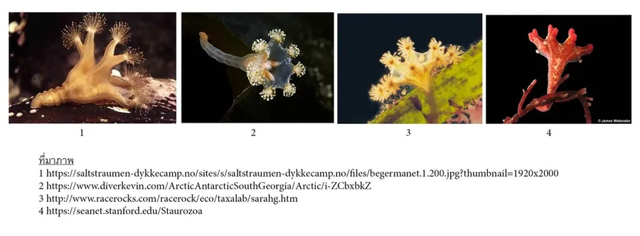 Ch01-01Staurozoa1337909679385