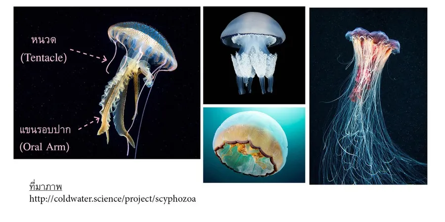 Ch01-03Scyphozoa1476292383549