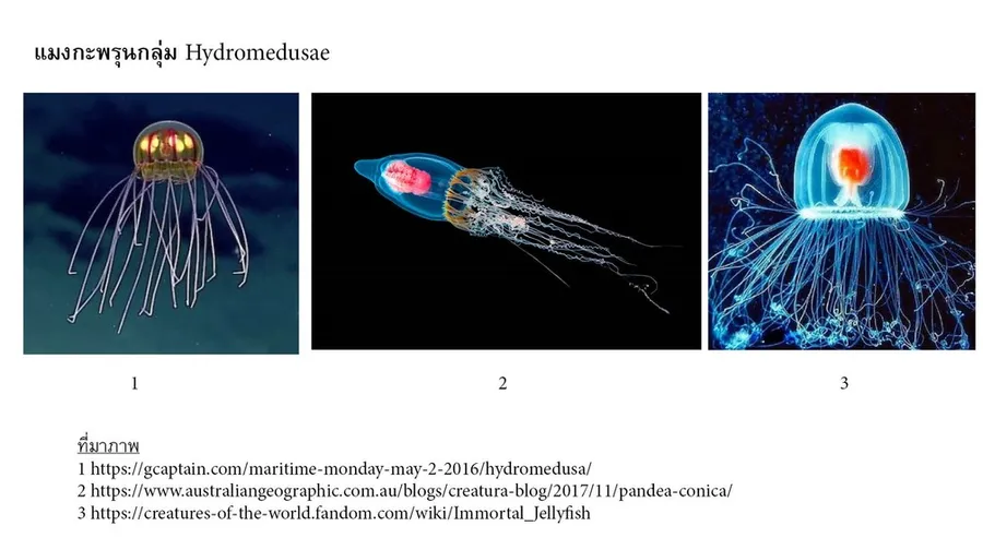 Ch01-04Hydromedusa1578728754286