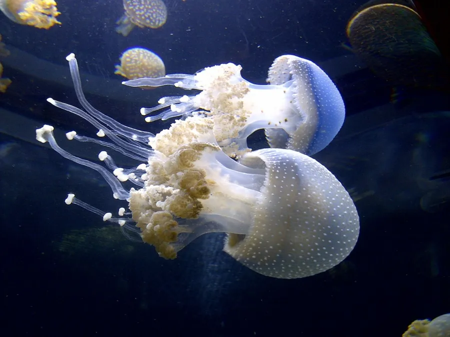jellyfish-6612101280-1030x773