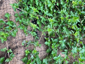 Greenmat(4)