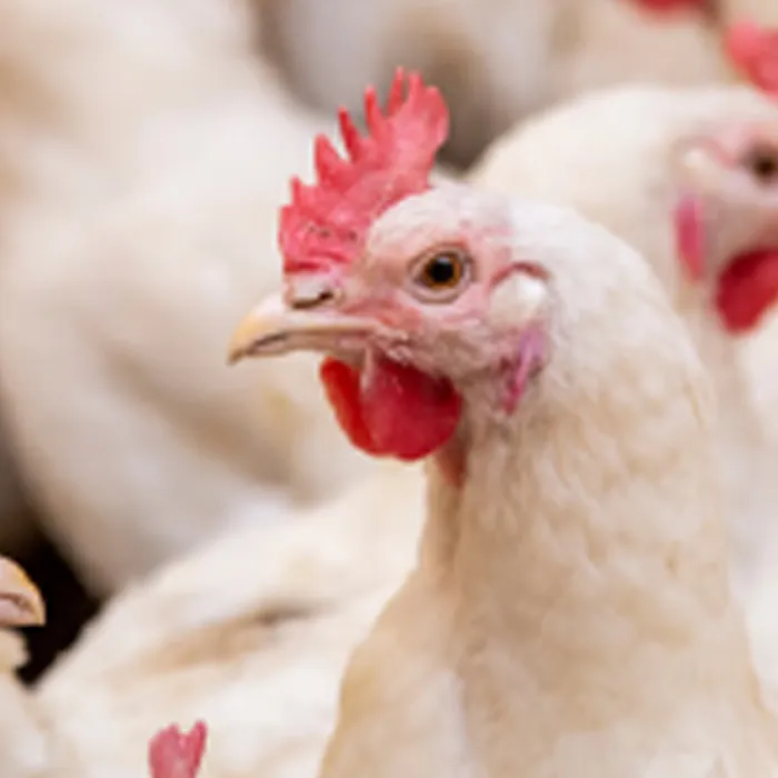 2KYLTFORPOULTRY