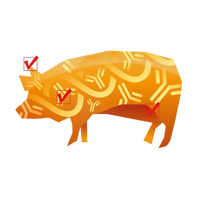vetproof®-PRRSV-Detection-Kit