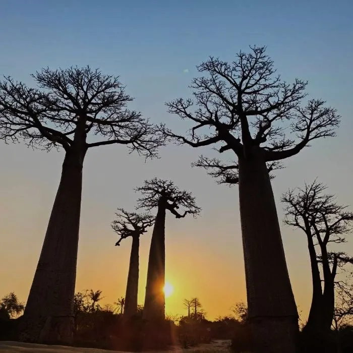 Madagascarforweb