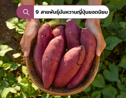 9สายพันธุ์มันหวานญี่ปุ่นยอดนิยม