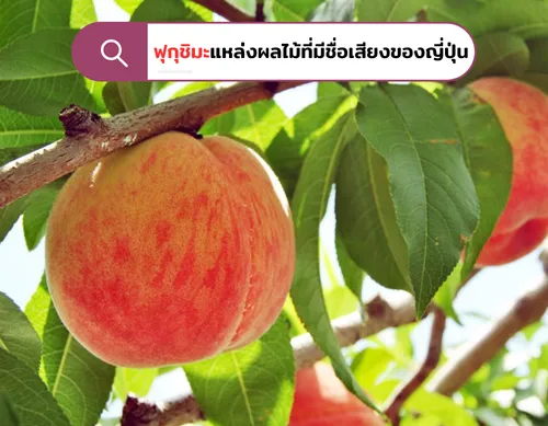 FUKUSIMAแหล่งผลไม้ที่มีชื่อเสียงของญี่ปุ่น
