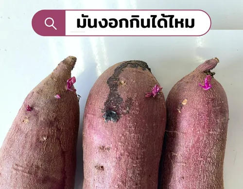 มันงอกกินได้ไหม⁉