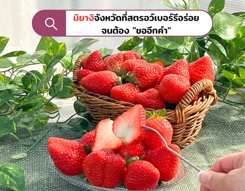 มิยางิจังหวัดที่สตรอว์เบอร์รีอร่อยจนต้องขออีกคำ