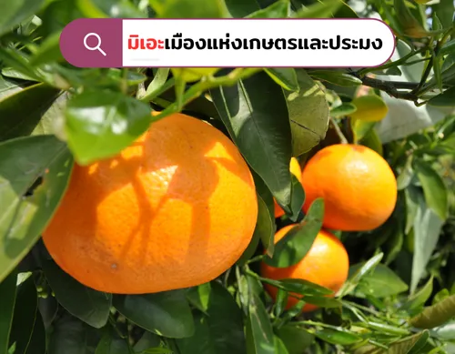 มิเอะเมืองแห่งเกษตรและประมง