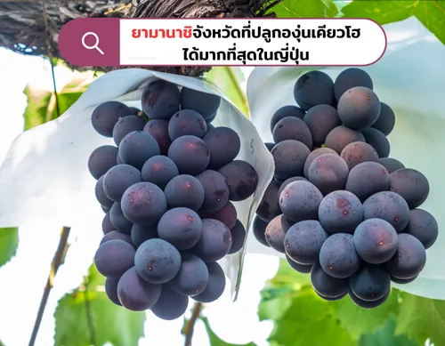 ยามานาชิจังหวัดที่ปลูกองุ่นเคียวโฮได้มากที่สุดใน