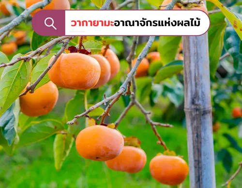 วากายามะอาณาจักรแห่งผลไม้